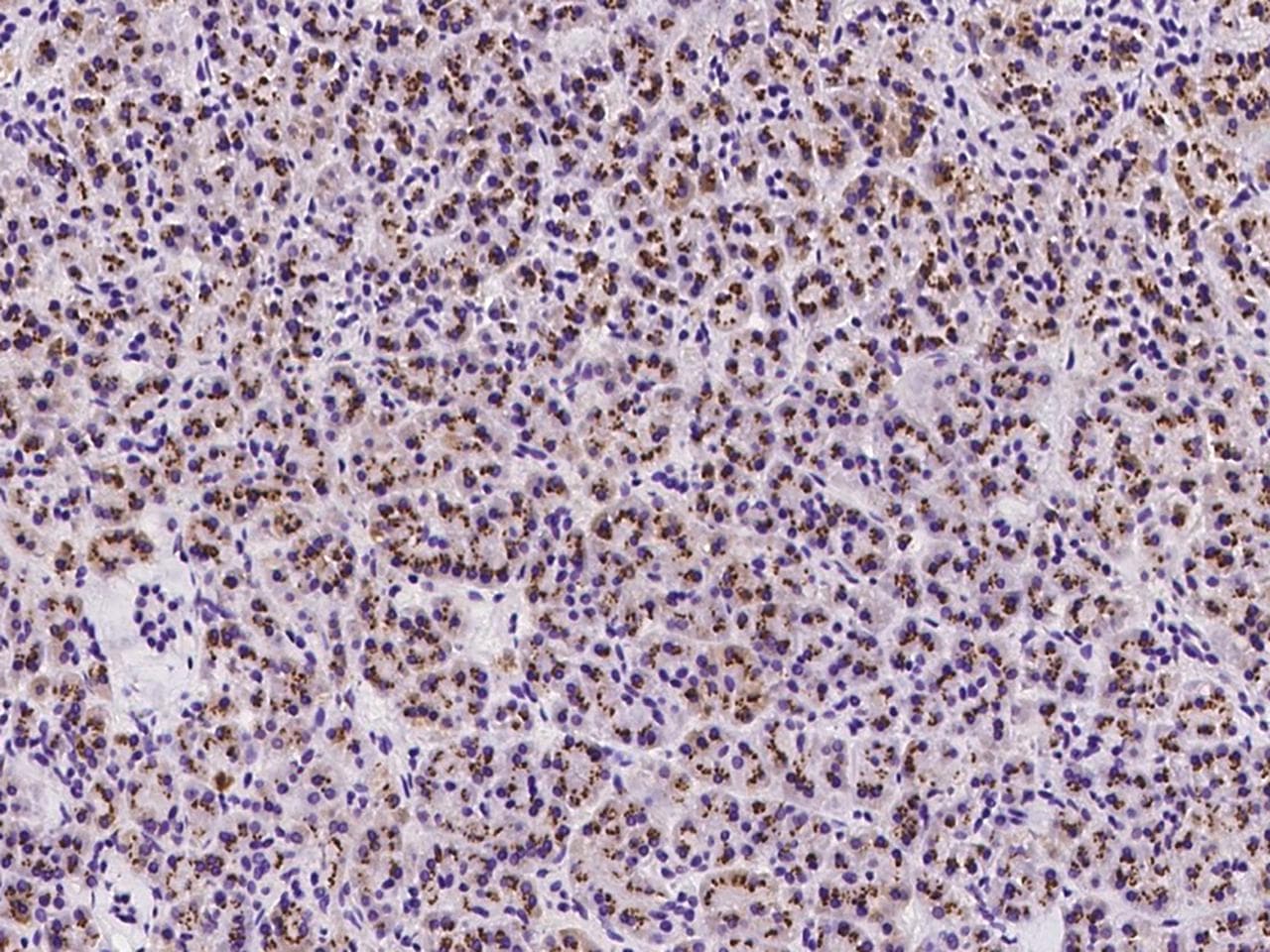 TM9SF2 Antibody