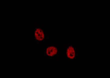 MLLT10 Antibody