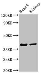 NEUROD1 Antibody
