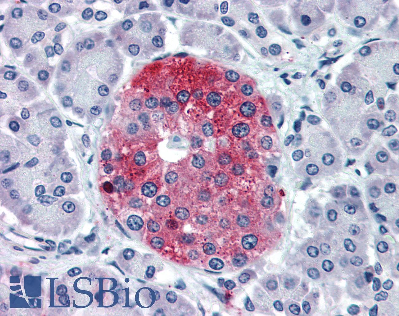 IHC-plus™ TAAR8 Antibody (N-Terminus)