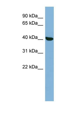 PRKX Antibody (N-Terminus)