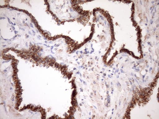 STOML2 Antibody (clone OTI1F5, Carrier-free)
