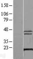 DCTPP1 / XTP3TPA Protein (Over-Expression Lysate Myc-DDK (Flag))