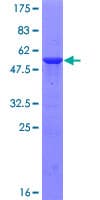 Human RIPPLY3 / DSCR6 Protein (Recombinant GST)