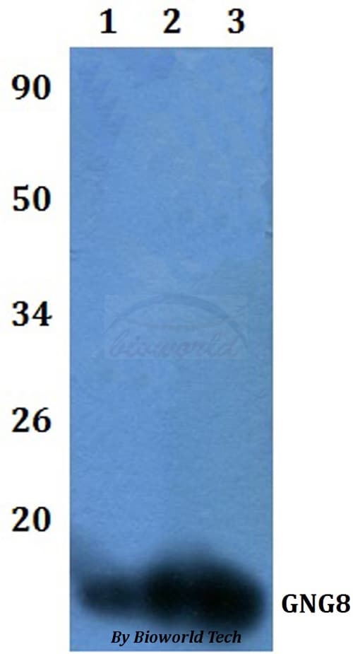 Polyclonal Rabbit anti-Human GNG8 Antibody (WB)