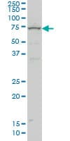 ZNF182 / ZNF21 Antibody (clone 6D11)