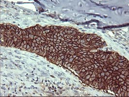 Monoclonal Mouse anti-Human CD44 Antibody (clone OTI1E3, IHC, IF, WB)