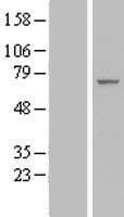 EIF3L / EIF3EIP Protein (Over-Expression Lysate Myc-DDK (Flag))
