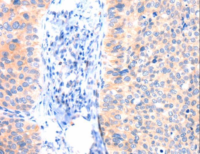 Polyclonal Rabbit anti-Human ANK3 / ANKYRIN-G Antibody (IHC)