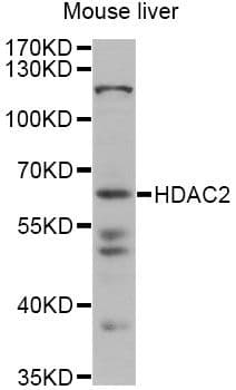 HDAC2 Antibody
