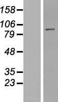 PPP1R10 / PNUTS Protein (Over-Expression Lysate Myc-DDK (Flag))