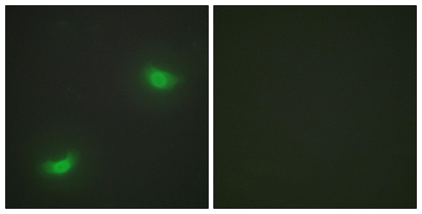 Polyclonal Rabbit anti-Human DUSP16 / MKP7 Antibody (IF, WB)