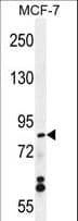 WDR27 Antibody (aa228-256)