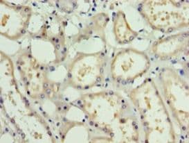 PDRG1 Antibody (aa1-133)
