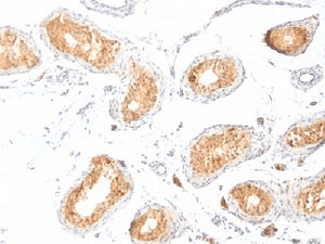 HMB45 Antibody (clone HMB45, Ready-to-Use)