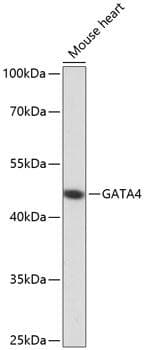 GATA4 Antibody