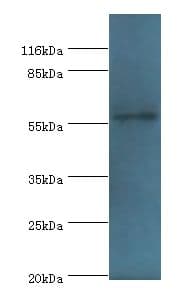RAD18 Antibody (aa1-495)