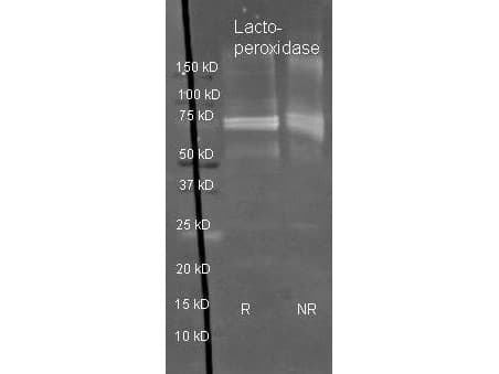 LPO / Lactoperoxidase Antibody (Lyophilized)