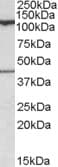 COG1 Antibody (aa923-935)