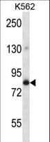 GOLGA5 Antibody (aa381-408)