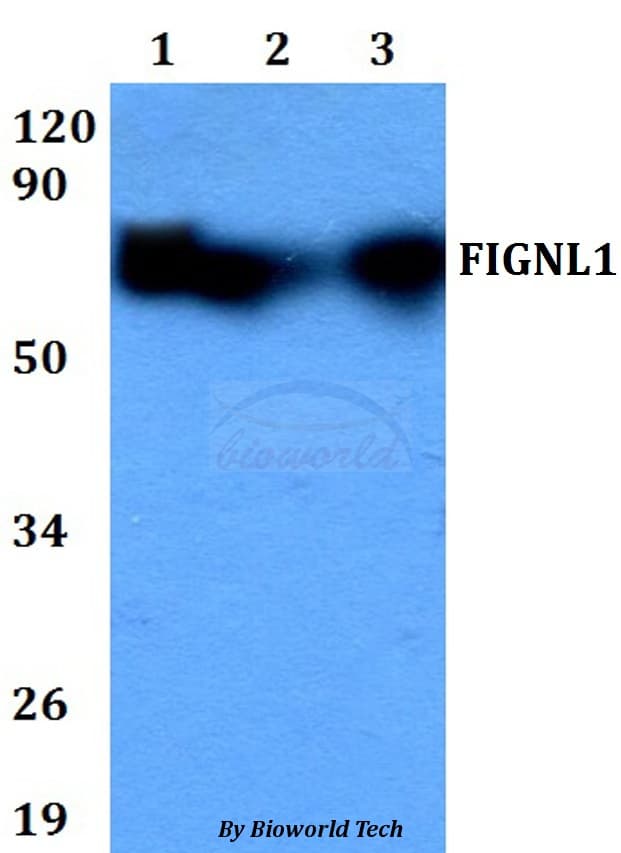 FIGNL1 Antibody