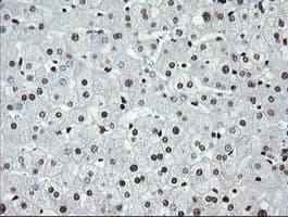Monoclonal Mouse anti-Human SAE1 Antibody (clone 1G8, Carrier-free, IHC, IF, WB)
