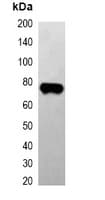 EBFP Tag Antibody