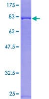 Human RASGEF1C Protein (Recombinant GST)