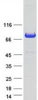 Human FNBP1 / FBP17 Protein (Recombinant Myc-DDK (Flag))