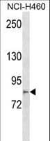 MCTP2 Antibody (aa239-266)