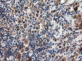 SSR1 Antibody (clone OTI4C7, Carrier-free)