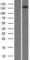 SKIV2L / SKI2 Protein (Over-Expression Lysate Myc-DDK (Flag))