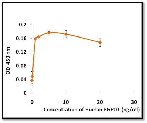 Human FGF10 Protein (Recombinant)