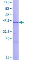 Human CDKN1A / WAF1 / p21 Protein (Recombinant GST)