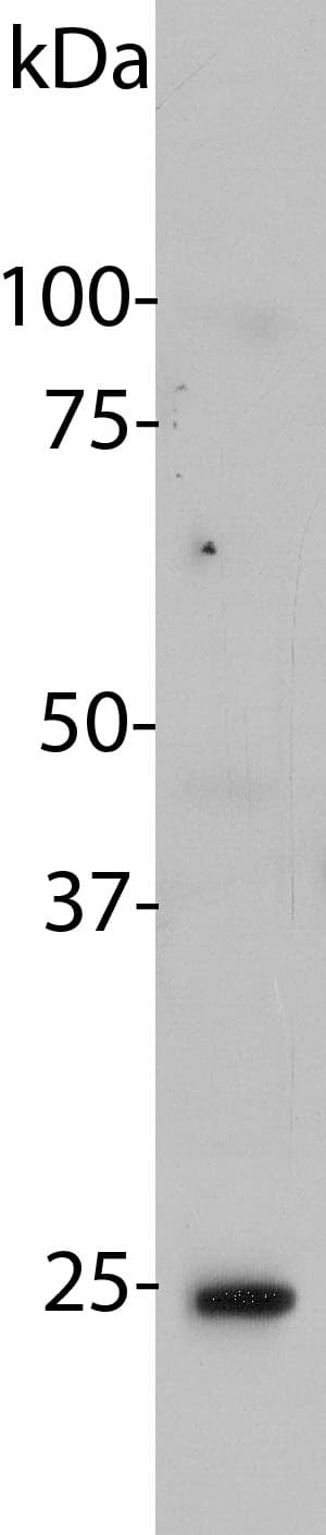 Monoclonal Mouse anti-Human HMG1 / HMGB1 Antibody (clone 1F3, IF, WB)