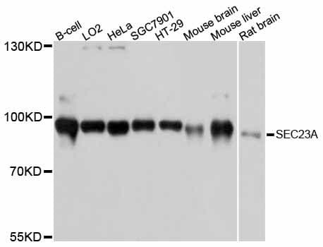 SEC23A / COP II Antibody