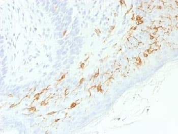 Monoclonal Mouse anti-Human CDH1 / E Cadherin Antibody (clone ECD1-2, Azide-free,BSA-free, IHC, IF, WB)