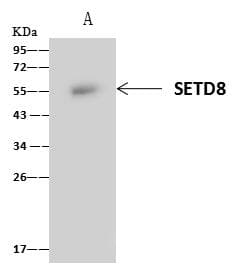 SETD8 / SET8 Antibody (Preservative Free)