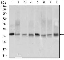 PCNA Antibody (aa53-196, clone 7H4F8)