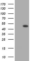 BBOX1 / BBOX Antibody (clone OTI1D11)