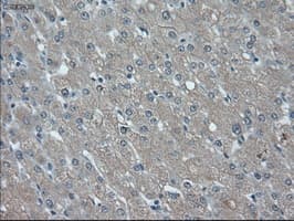 Monoclonal Mouse anti-Human ID2 Antibody (clone OTI10C3, IHC, IF, WB)