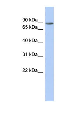 ARG99 / OLF Antibody (aa683-732)