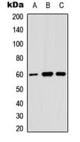 ANGPT1 / Angiopoietin-1 Antibody (Internal)