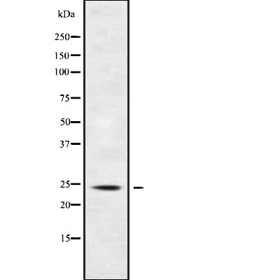 SCG5 / 7B2 Antibody