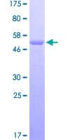 Human HMG2 / HMGB2 Protein (Recombinant GST)