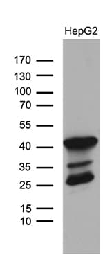 TYW2 / TRMT12 Antibody (clone 5C9)