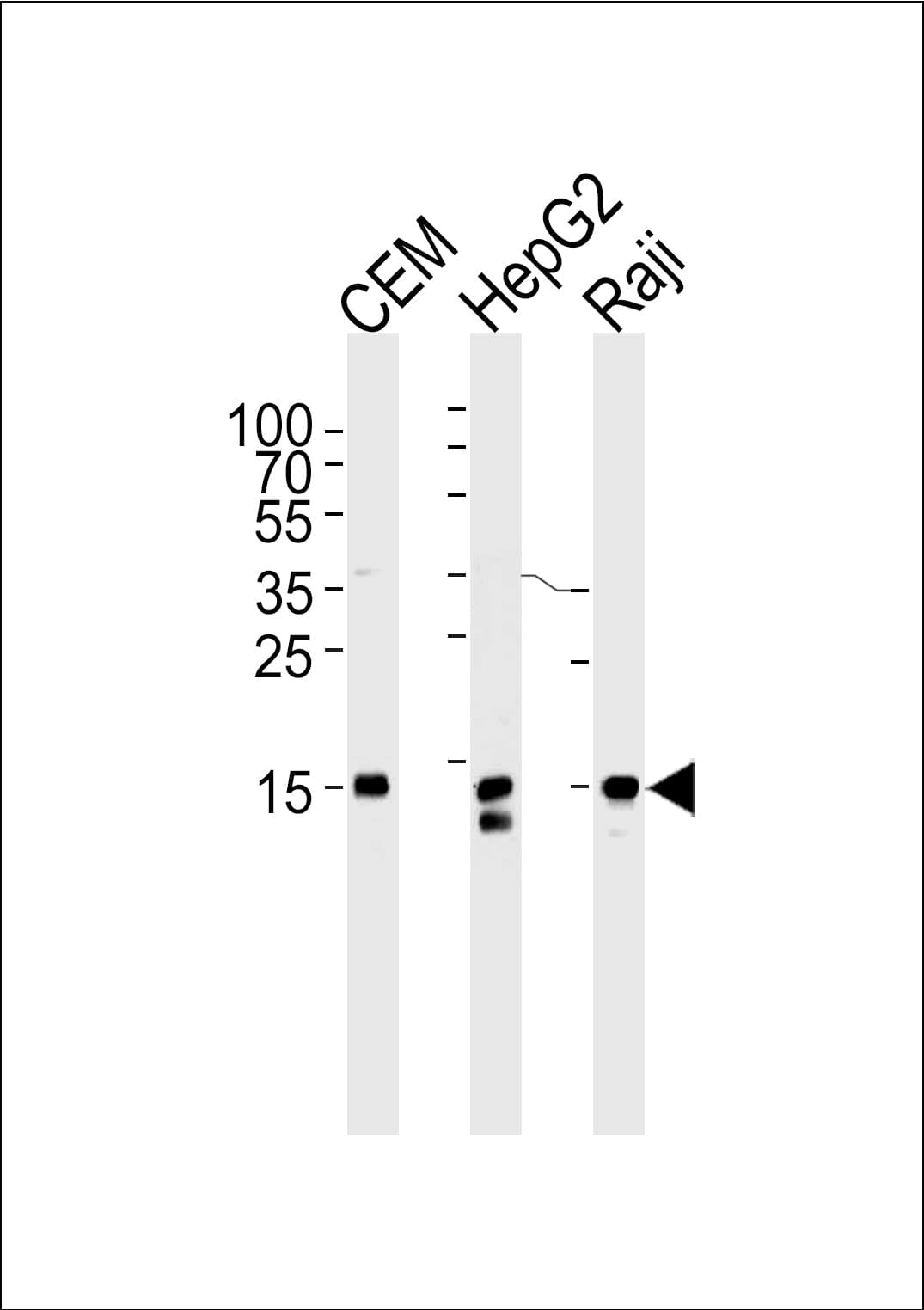 Monoclonal Mouse anti-Human H2AFX / H2AX Antibody (clone 980CT1.5.5, aa1-30, WB)