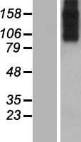 SLC8A3 / NCX3 Protein (Over-Expression Lysate Myc-DDK (Flag))
