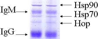 HSP90 / Heat Shock Protein 90 Antibody (clone 8D3, PerCP)