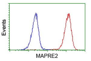 MAPRE2 / EB2 Antibody (clone OTI3C7)